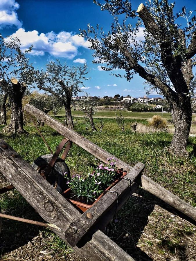 The Olive Grove In Tuscany Toiano Exterior photo